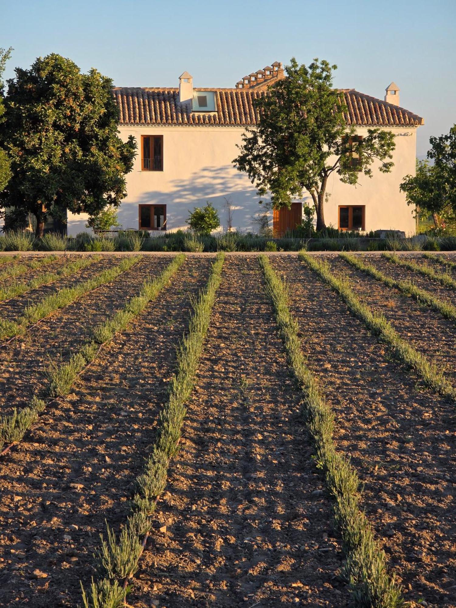Rumah desa Cortijo De La Seda Granada